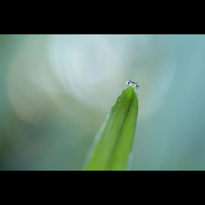 Agrion élégant-Isabelle Maçon